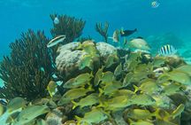 "Private Snorkeling with Turtles EN Akumal + Photos Included"