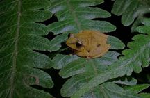 Monteverde Night Walk Tour: the night life of the forest