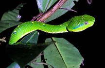 Night Walk Tour: the night life of the forest