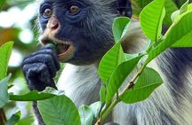 Full Day Jozani Forest, Kuza Cave, Paje Beach & Rock Restaurant 