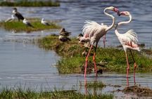 Private Day Tour to Lake Bogoria from Nairobi