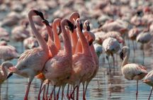 Private Day Tour to Lake Bogoria from Nairobi