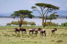 Crescent Island Walking Safari and Boat Riding Tour