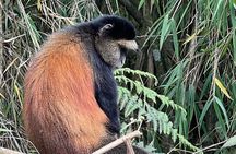 2 Days Golden Monkey Trekking Tour and Akagera Wildlife Safari