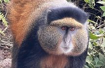 2 Days Golden Monkey Trekking Tour and Akagera Wildlife Safari
