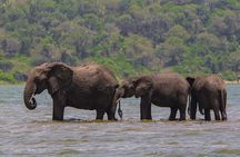 2 Days Golden Monkey Trekking Tour and Akagera Wildlife Safari