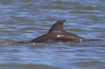 Dolphin and Wildlife Tour at Indian River Shores