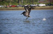 Dolphin and Wildlife Tour at Indian River Shores