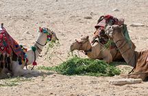 4 Days Private Tour to Moroccan Safari and Desert 