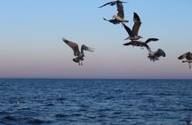 Private Sunset Dolphin Excursion with Dinner and Animation 