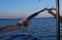 Private Sunset Dolphin Excursion with Dinner and Animation 