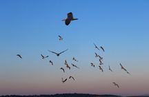 Private Sunset Dolphin Excursion with Dinner and Animation 