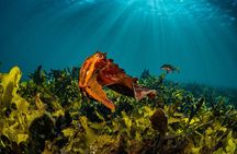 Guided Snorkeling Experience in Bondi