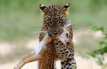 Explore Wild Wonders of Yala