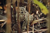 Explore Wild Wonders of Yala