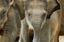 Explore Wild Wonders of Yala