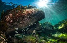Guided Snorkeling Experience in Bondi
