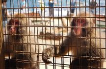 West Kyoto & Arashiyama: In-Depth 1-Day Cultural Tour