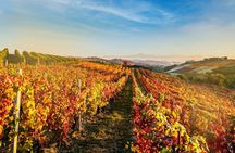 Explore and Savor a Dynamic Wine Tasting at Cantina Moscone