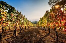 Explore and Savor a Dynamic Wine Tasting at Cantina Moscone