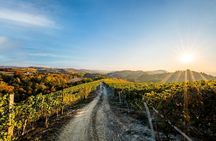 Explore and Savor a Dynamic Wine Tasting at Cantina Moscone