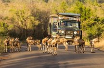 Hluhluwe-Imfolozi Park Half-day Big Five Safari Adventure