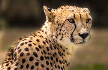 Hluhluwe-Imfolozi Park Half-day Big Five Safari Adventure