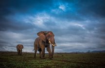 Hluhluwe-Imfolozi Park Half-day Big Five Safari Adventure