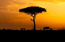 4 Days Private Arusha National Park, Serengeti, Ngorongoro Tour