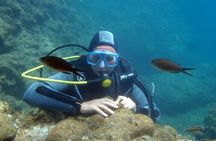 Explore Mediterranean Marine Life Boat and Shore Diving Options