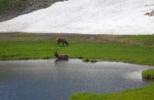 RMNP: Bear Lake Corridor Tour