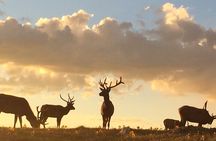 Rutting Around Elk Viewing Tour
