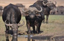 Tour Safari; Nairobi National Park