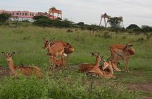 Tour Safari; Nairobi National Park