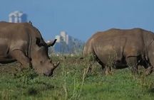 Tour Safari; Nairobi National Park
