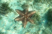 Scuba Puerto Rico | Private Certified Dive + Photos & Videos!