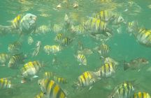 Scuba Puerto Rico | Private Certified Dive + Photos & Videos!