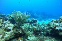 Scuba Puerto Rico | Private Certified Dive + Photos & Videos!