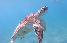 Scuba Puerto Rico | Private Certified Dive + Photos & Videos!