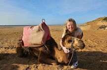 Luxury Marbella to Tangier Day Trip : Ferry, Camel, food & Souks