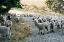 Sheep Farm Day Trip from Christchurch + Lunch and Winery visit.