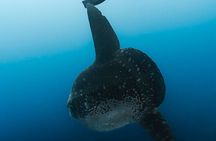 Tiger Shark Diving in Fuvahmulah:8 Days, 7 Nights 15 dives offer 