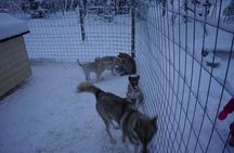 8-10km Husky Ride in the Taiga Forest and visiting the Kennel 