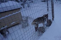 8-10km Husky Ride in the Taiga Forest and visiting the Kennel 