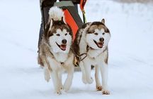 8-10km Husky Ride in the Taiga Forest and visiting the Kennel 