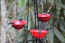 Easy Birdwatching in Cali Colombia (4 Hours)