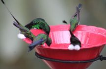 Easy Birdwatching in Cali Colombia (4 Hours)
