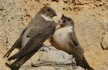 Ronda Nature and Scenic Private Hiking Tour