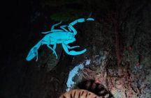 Monteverde Night Walk
