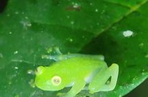 Monteverde Night Walk